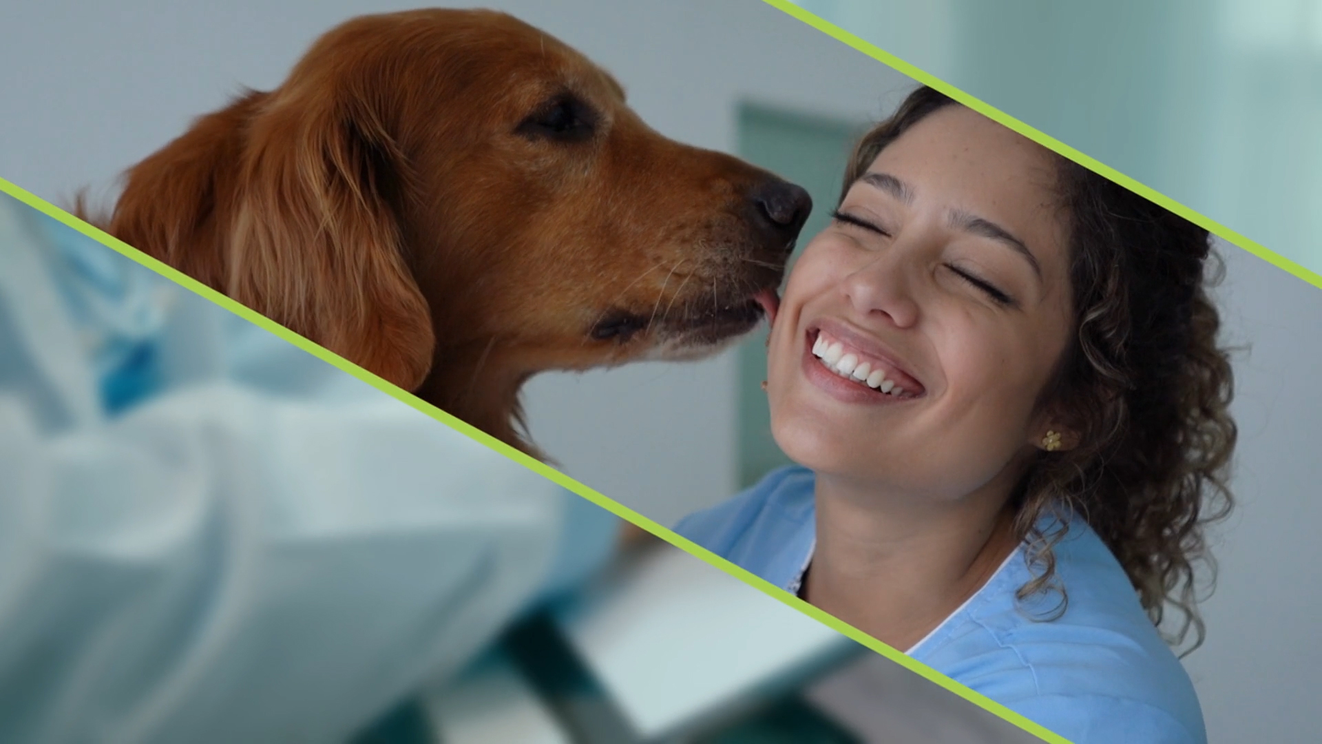 globalvetlink-frame2